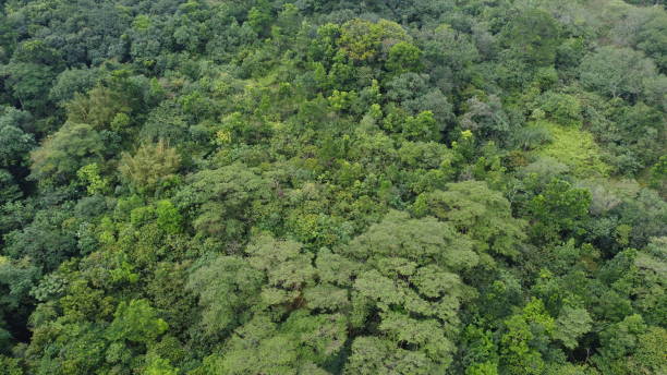 istock Top view forest area Colombia zone nature inisde 4k 1483089707