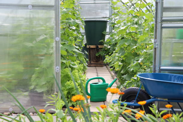 istock Greenhouse in back garden with open door 1483090303
