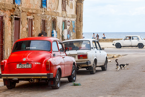 Havana, Cuba - April 14, 2023: A white and red car parked by the side of a street in front of a building. Two cats are standing on the road with incidental people in the background.