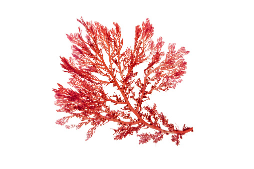 Rhodophyta red algae branch isolated on white. Red seaweed.