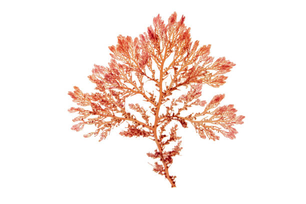 istock Red seaweed or rhodophyta branch isolated on white 1483091367