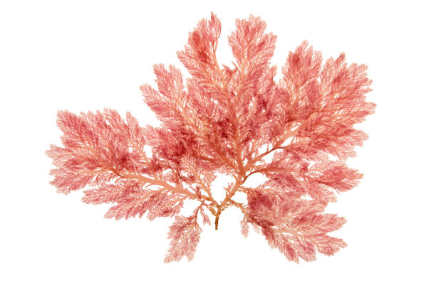 istock Red algae or rhodophyta branch isolated on white 1483091403