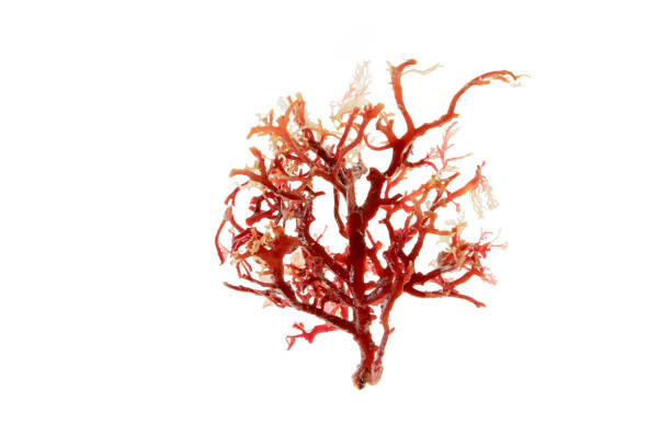 istock Rhodophyta red seaweed branch isolated on white 1483091417