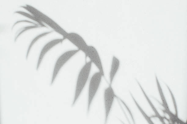 istock Shadows of decorative palm tree branches on a gray background. Natural background 1483091750