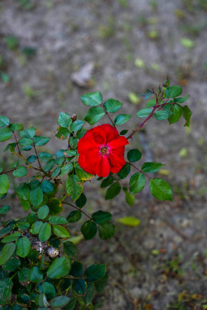 30k+ Flor Pictures | Download Free Images on Unsplash