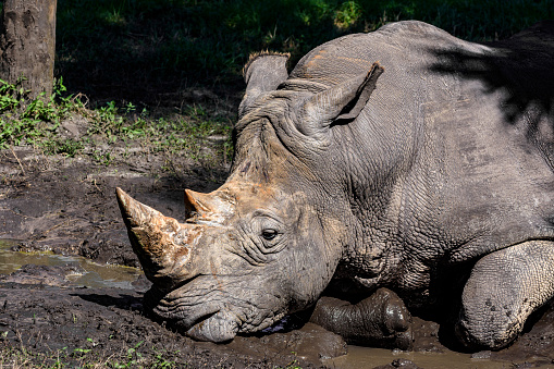 White Rhinoceros (Ceratotherium Simum) head to head and horns touching - Kruger National Park (South Africa)