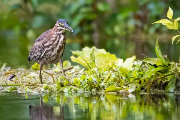 A green heron on the water's edge on the Silver River in Ocala, Florida.