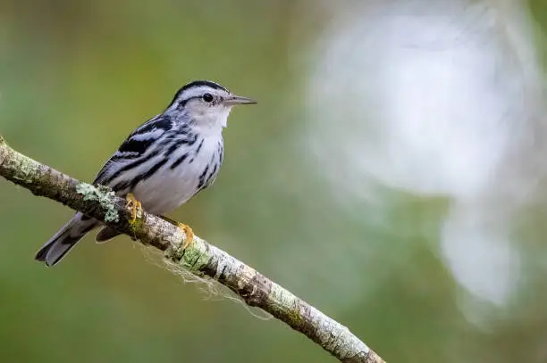A black and white warbler perched on a branch in Ocala, Florida.