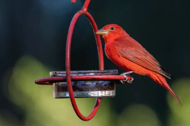 A red male summer tanager perched on a jelly bird feeder in Ocala, Florida.