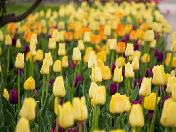 istock many yellow tulips in flower bed 1483093129