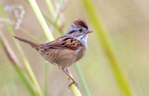 A swamp sparrow perched on reeds in the Ocala Wetland Recharge Park in Florida.