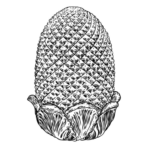 Brass or stone pineapple finial hand drawing. Detailed architecture design element. Vector. Brass or stone pineapple finial hand drawing. Detailed architecture design element. Vector. decorative-finials stock illustrations