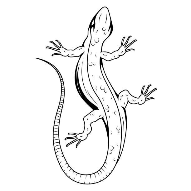 illustrations, cliparts, dessins animés et icônes de lézard. illustration vectorielle d’un croquis petit reptile. logo de gecko - salamandre