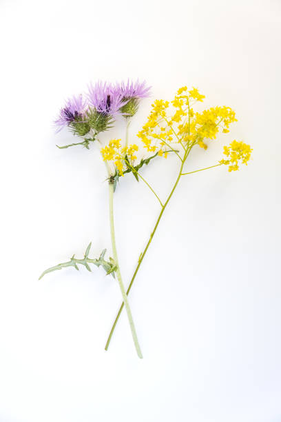 istock Flowers and leaves 1483093777