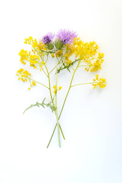 istock Flowers and leaves 1483093810