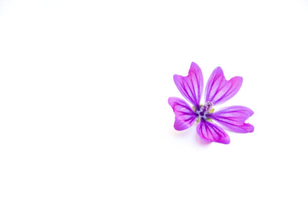 Flowers and leaves on a white background