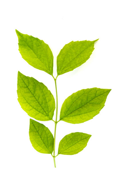 istock Flowers and leaves 1483093852