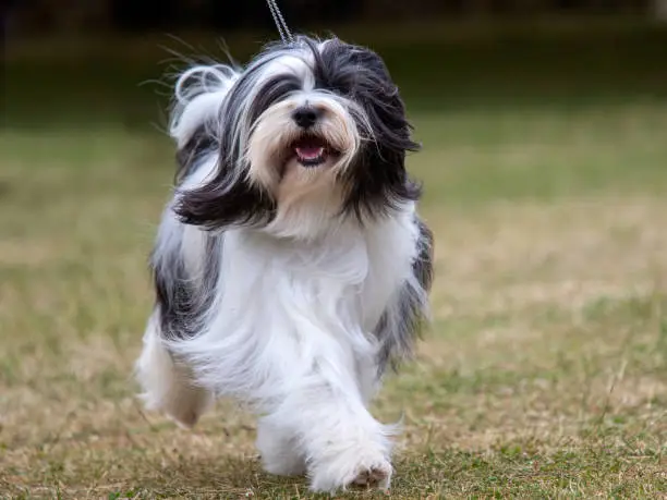 Photo of Tibetan Terrier puppy