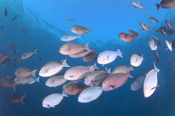 istock Scuba diving - liveaboard in Maldives 1483099052