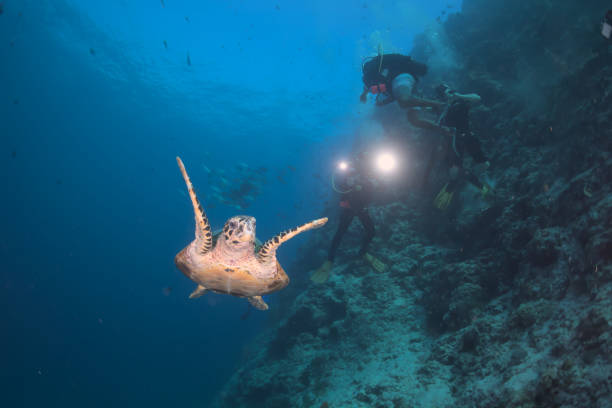 A diving trip in Maldives