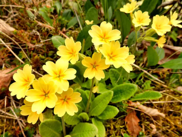 Close up of Oxlips (Primula elatior) flowering in an orchard