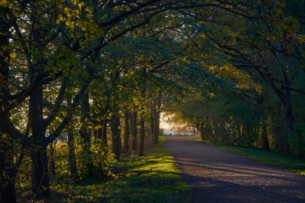istock Alley of old park leads to sunset. 1483099411