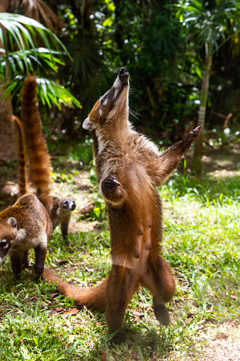 Adorable Coati Standing Up on Hind Legs in Jungle in Punta Cana Mexico