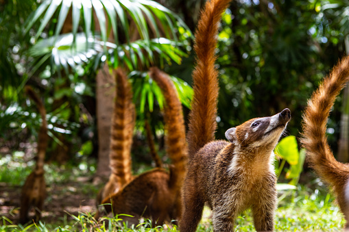 Cute Coati Family in the Jungle in Punta Cana Mexic