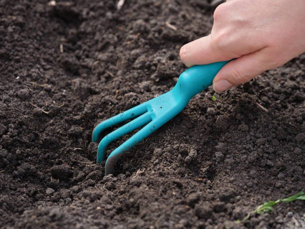 istock A woman preparing soil using a handled claw cultivator 1483102329