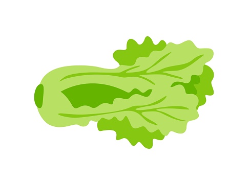 Healthy food icon. Sticker with green lettuce or fresh cabbage. Ripe organic and natural vegetable. Farming and harvest. Healthy diet. Cartoon flat vector illustration isolated on white background