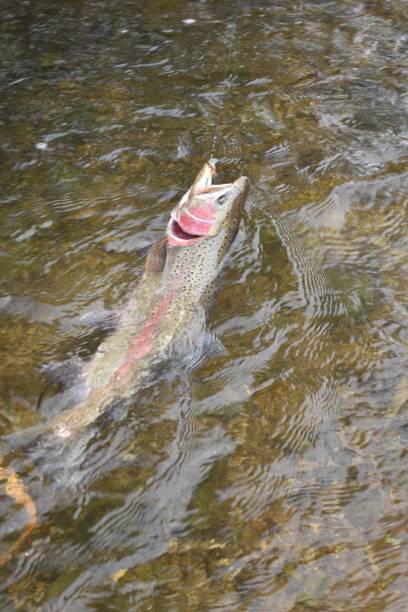 istock Trout Opener 2022 1483103926