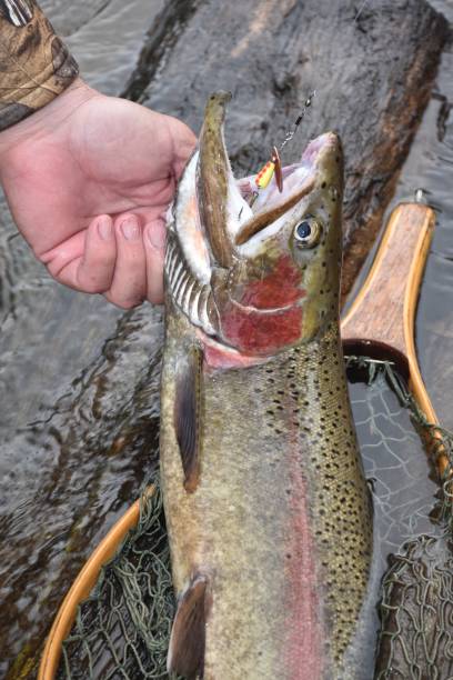 istock Trout Opener 2022 1483104126