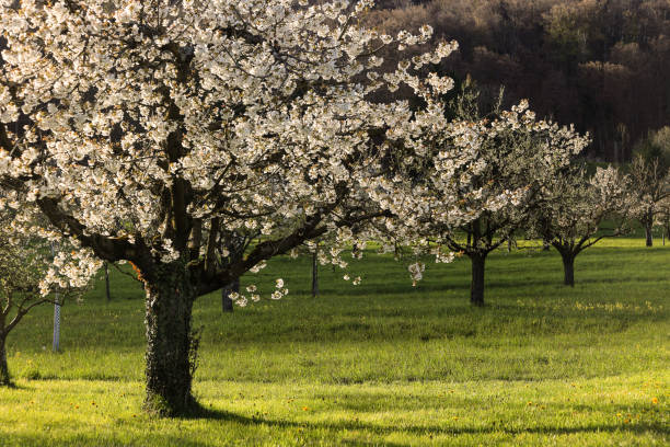 Orchard with blooming cherry trees in the light and shadow from the afternoon sun