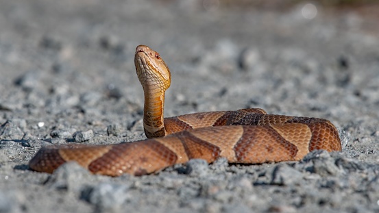 A closeup shot of a copperhead snake laying on dirt