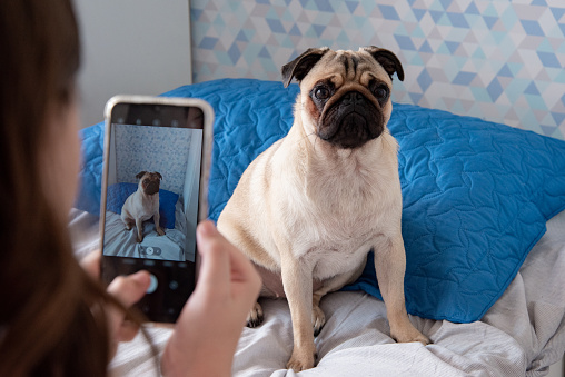 taking picture of pug at home with cell phone