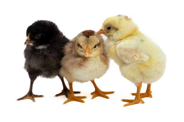 istock Adorable Three-Day-Old Baby Chickens in Three Colors: Perfect for Siblings and Group Dynamic Concepts 1483105428