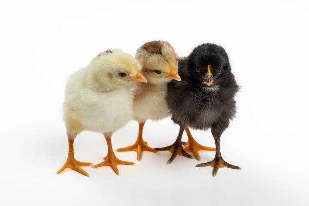 istock Adorable Three-Day-Old Baby Chickens in Three Colors: Perfect for Siblings and Group Dynamic Concepts 1483105469