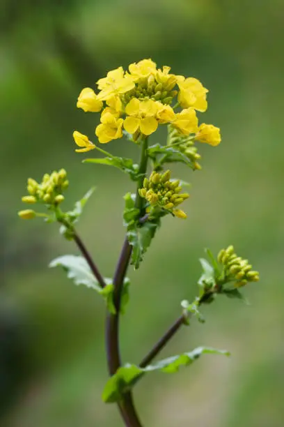 Field mustard flowers  on green blurred background