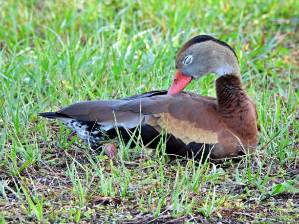 istock Black-bellied Whistling Duck (Dendrocygna autumnalis) - sleeping in it's back feathers 1483105923