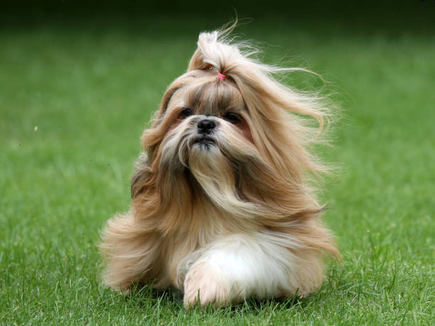 Long haired Shih Tzu Gold and white Shih Tzu dog with long flowing hair shaggy fur stock pictures, royalty-free photos & images