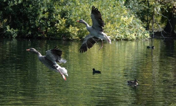 wild Gray Goose in flight isolated on white background