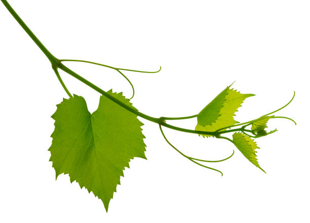 ветвь виноградной лозы выделена на белом фоне. виноград виноград. молодые усики и виноградная лоза. весна. зелень - grape leaf стоковые фото и изображения