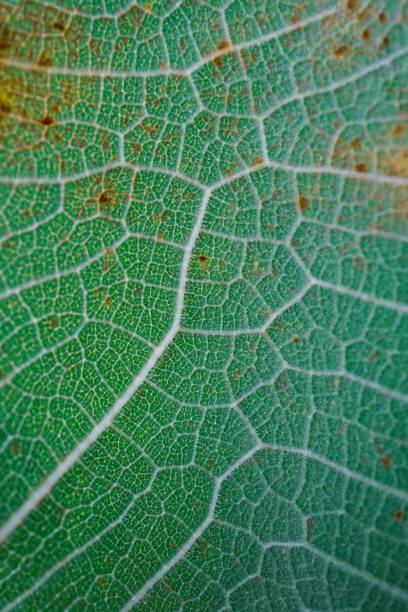 istock green leaf veins, leaves in springtime, abstract background 1483108797