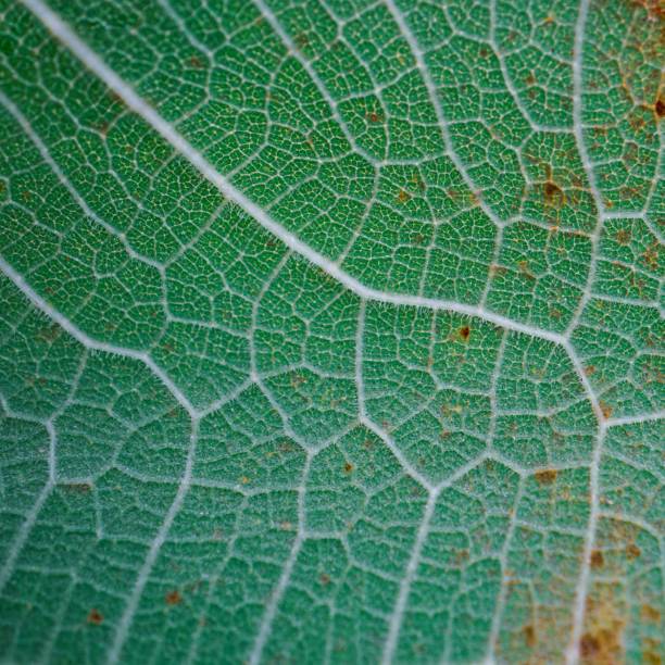 istock green leaf veins, leaves in springtime, abstract background 1483108798