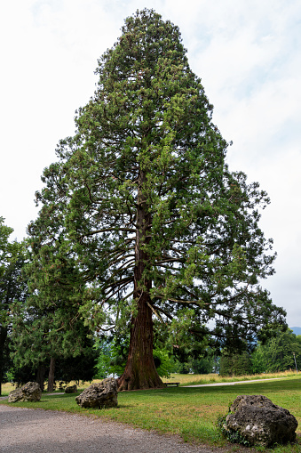 Giant Sequoia tree in Gmunden in summer, Austria