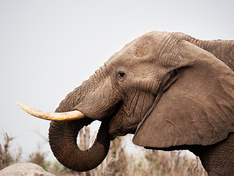 Fine art black and white photograph of a male elephant taken on a safari in Kadulla National Park in Sri Lanka