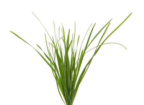 istock Bunch of green grass. 1483110644