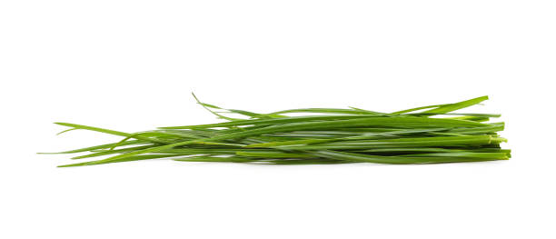 istock Bunch of green grass. 1483110645