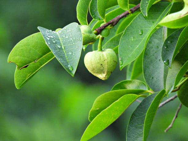 istock Pond Apple (Annona glabra) - fruit surrounded by raindrops on leaves 1483110833