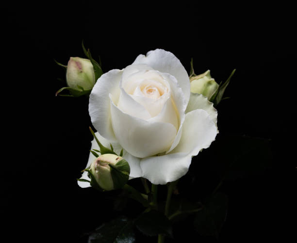 istock Beautiful blooming White Eden rose flower set against black background 1483112024